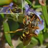 Nomada sp.